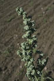 Attēlu rezultāti vaicājumam “Chenopodium album flower”
