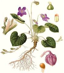 Image result for Viola odorata