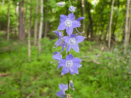 Image result for Campanula americana