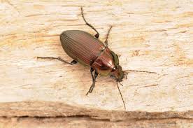 Attēlu rezultāti vaicājumam “Poecilus versicolor”