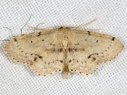 Attēlu rezultāti vaicājumam “Idaea dimidiata”