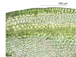 Attēlu rezultāti vaicājumam “Pseudoleskeella nervosa”