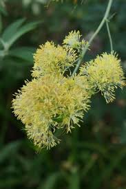 Attēlu rezultāti vaicājumam “Thalictrum flavum flower”