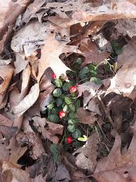 Attēlu rezultāti vaicājumam “Vaccinium vitis-idaea leaf”
