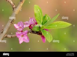 Attēlu rezultāti vaicājumam “Daphne mezereum leaf”