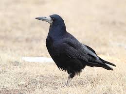 Attēlu rezultāti vaicājumam “Corvus frugilegus”