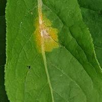 Attēlu rezultāti vaicājumam “Melampsora epitea”