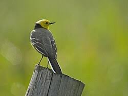 Attēlu rezultāti vaicājumam “Motacilla citreola”