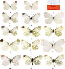 Attēlu rezultāti vaicājumam “Leptidea sinapis underside”