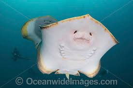 Image result for Hypanus longus