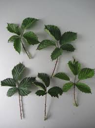 Attēlu rezultāti vaicājumam “Rubus plicatus leaf”