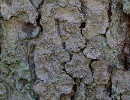 Attēlu rezultāti vaicājumam “Lecanactis abietina”