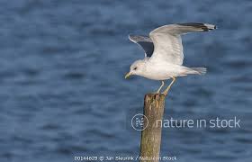 Attēlu rezultāti vaicājumam “Larus canus”