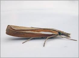 Attēlu rezultāti vaicājumam “Agriphila selasella”