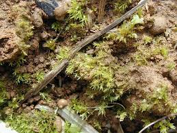 Attēlu rezultāti vaicājumam “Dicranella staphylina”