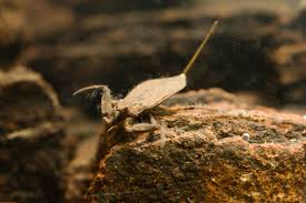 Attēlu rezultāti vaicājumam “Nepa cinerea imago”