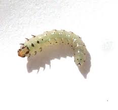 Attēlu rezultāti vaicājumam “Proutia betulina larva”