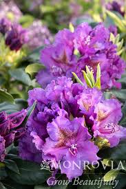 Attēlu rezultāti vaicājumam “rhododendron”