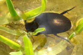 Attēlu rezultāti vaicājumam “Ilybius sp.”