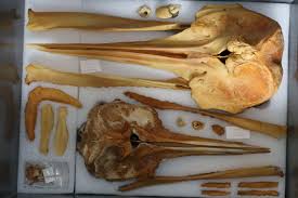 Image result for Mesoplodon bidens