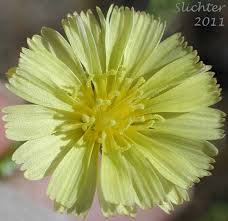 Attēlu rezultāti vaicājumam “Lactuca serriola”