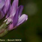 Attēlu rezultāti vaicājumam “Astragalus danicus fruit”