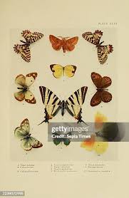 Attēlu rezultāti vaicājumam “Colias croceus underside”