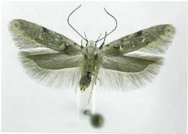 Attēlu rezultāti vaicājumam “Carpatolechia alburnella”