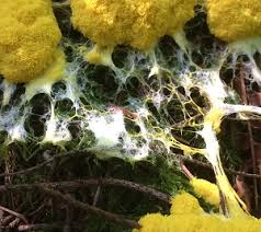 Attēlu rezultāti vaicājumam “Fuligo septica var. flava young”