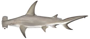 Image result for Rhizoprionodon longurio