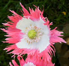 Attēlu rezultāti vaicājumam “Papaver somniferum flower”