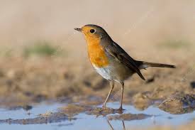 Attēlu rezultāti vaicājumam “Erithacus rubecula”