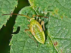 Attēlu rezultāti vaicājumam “Adelphocoris lineolatus imago”