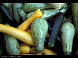 Attēlu rezultāti vaicājumam “Cucurbita pepo fruit”