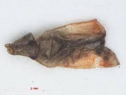 Attēlu rezultāti vaicājumam “Psallus sp.”