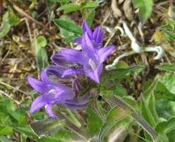 Attēlu rezultāti vaicājumam “Campanula glomerata leaf”