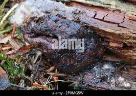 Attēlu rezultāti vaicājumam “Siphoptychium violaceum spores”