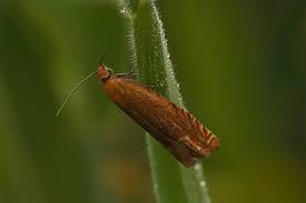 Attēlu rezultāti vaicājumam “Lathronympha strigana”