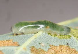 Attēlu rezultāti vaicājumam “Caliroa annulipes larva”