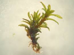 Attēlu rezultāti vaicājumam “Barbula”