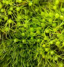 Attēlu rezultāti vaicājumam “Pleuridium subulatum”