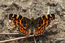 Attēlu rezultāti vaicājumam “Araschnia levana underside”