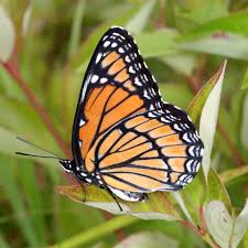 Image result for Cambridge Monarchs