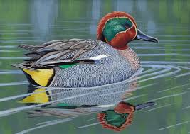 Attēlu rezultāti vaicājumam “Anas crecca”