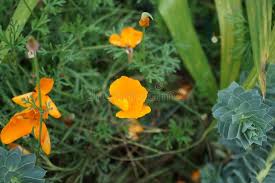 Attēlu rezultāti vaicājumam “Eschscholzia californica leaf”