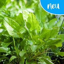 Image result for Sauerampfer