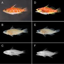 Attēlu rezultāti vaicājumam “Petractis sp.”