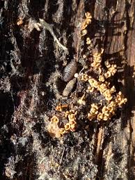 Attēlu rezultāti vaicājumam “Diderma testaceum sessile”