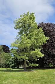 Attēlu rezultāti vaicājumam “Ulmus minor f. suberosa”