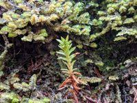 Attēlu rezultāti vaicājumam “Pogonatum urnigerum”